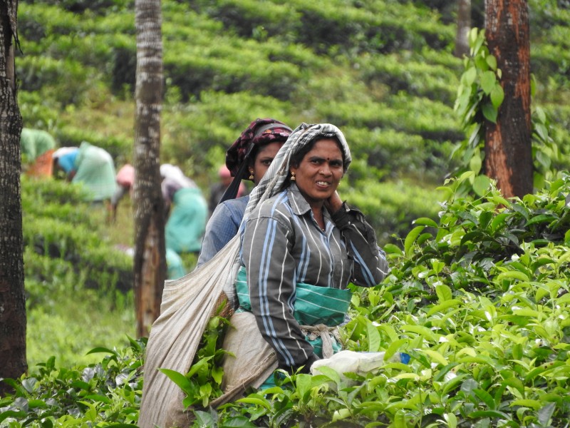 11 PERIYAR Piantagione di te